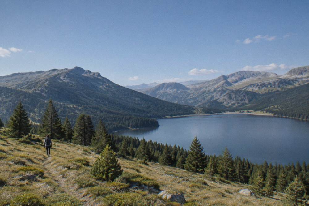 Pine forest and open meadow on a mountainside in morning light